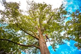 Best Tree Preservation Services  in Franklin Park, NJ