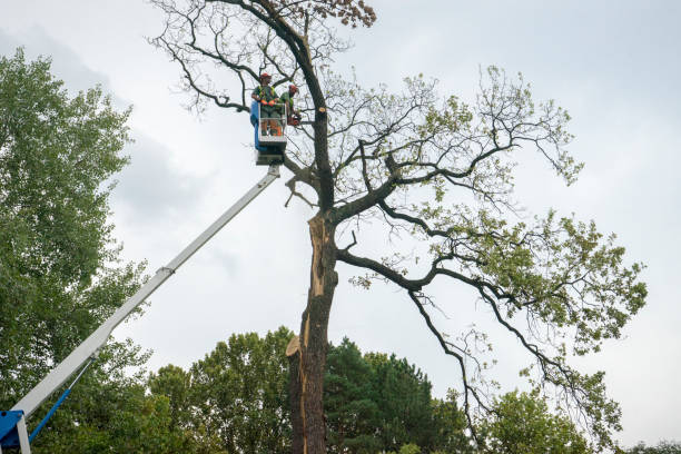 Best Utility Line Clearance  in Franklin Park, NJ